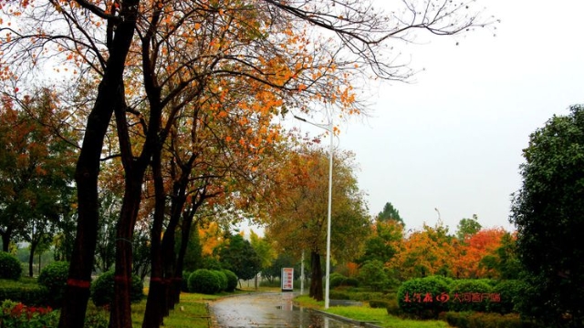 詩(shī)情畫意！秋冬之交一場(chǎng)雨 別樣周口落葉美