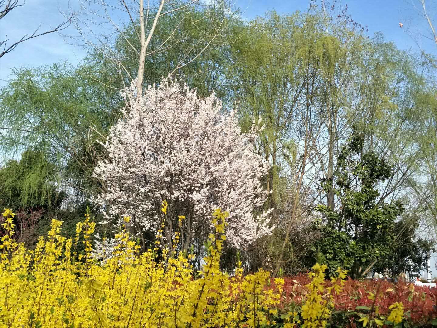 春天里，我們一起來看花