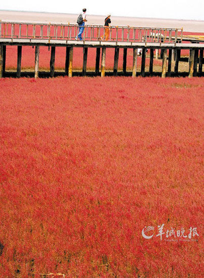 遼寧盤錦紅海灘，面積達(dá)9萬畝