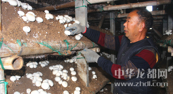 周口項(xiàng)城：食用菌種植基地內(nèi)，工人正在查看雙孢菇長勢